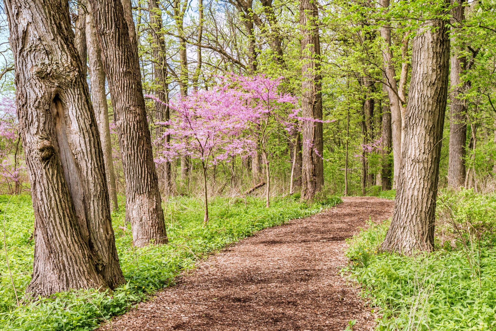 Waldweg im Frühling – © Dulcey Lima, by Unsplash